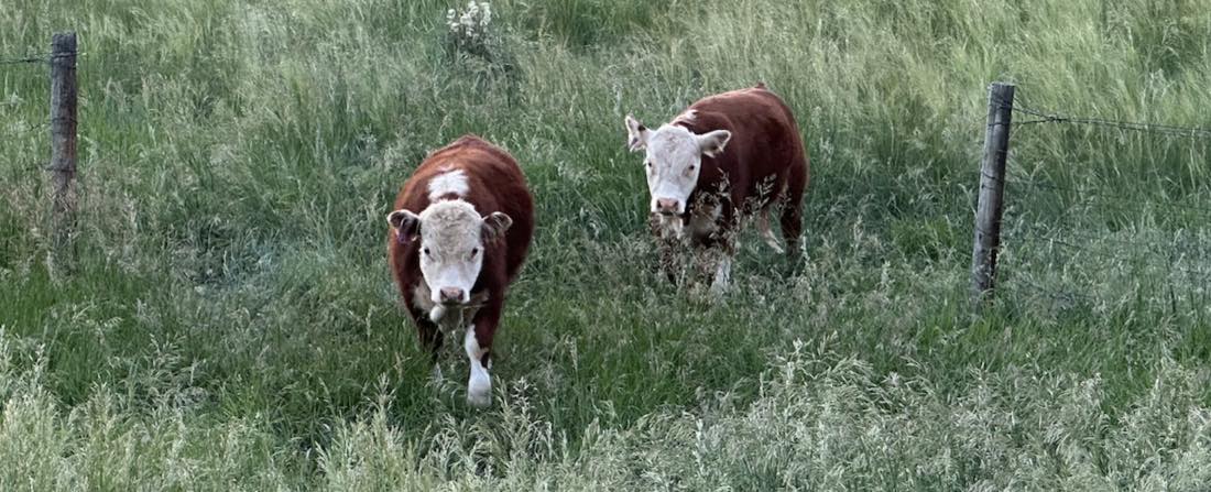Two Hereford cattle in tall summer grass